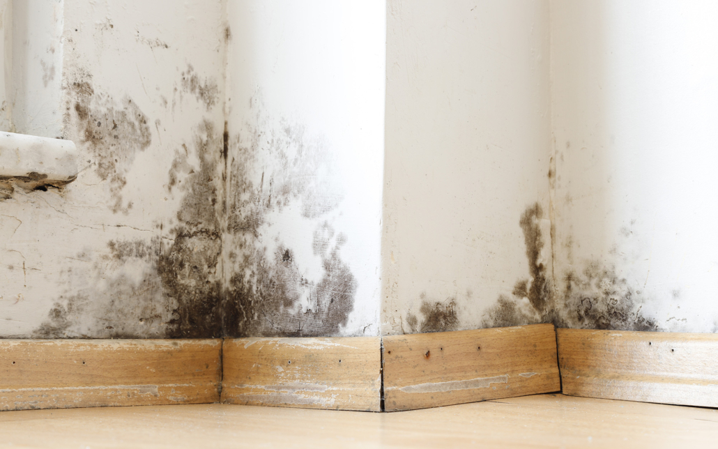 Front view of a lower portion of a wall near the baseboard affected by mold and water damage