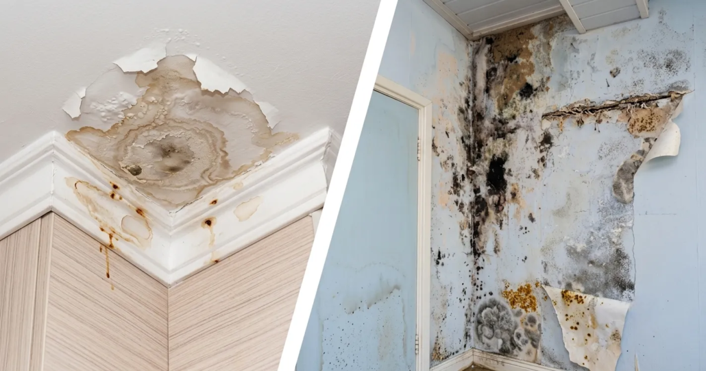Facing a Mold or Water Damage Emergency in Texas as a Tenant? Your Essential Guide to Rights, Resources, and Recovery 76 Mold or Water Damage Emergency in Texas as a Tenant