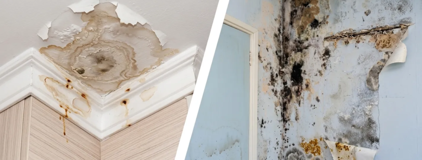 Facing a Mold or Water Damage Emergency in Texas as a Tenant? Your Essential Guide to Rights, Resources, and Recovery 1 Mold or Water Damage Emergency in Texas as a Tenant