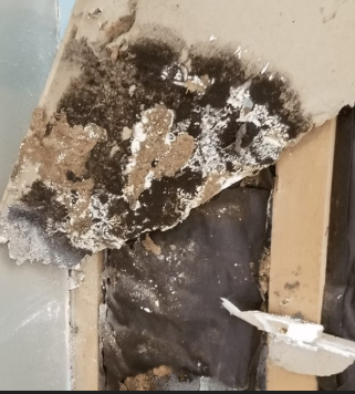 Commercial Water Damage Restoration Services: 7 Powerful Truths Every Business Owner Must Know 3 Mold growth behind commercial building wall requiring commercial water damage restoration services and mold remediation in San Antonio