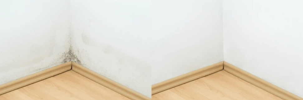 7 Proven Signs You Need a Water Damage Repair Expert Before It Gets Worse 2 Hidden mold behind wall discovered by water damage repair expert in San Antonio TX